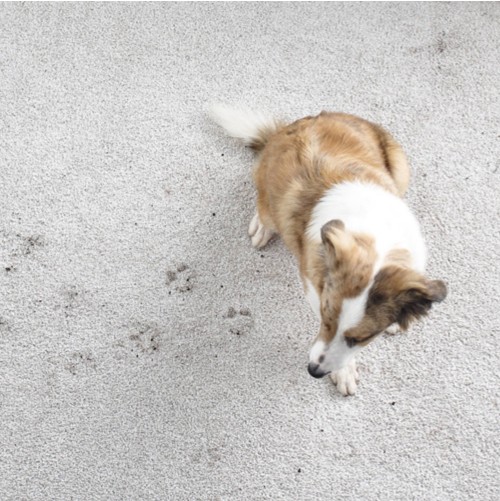 Carpet Install | Steve Hubbard Floor Covering