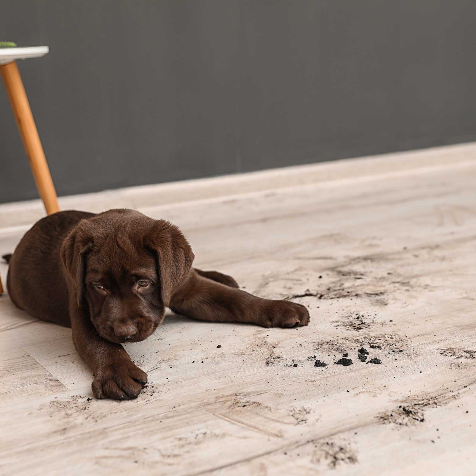 Puppy siting on vinyl floor | Steve Hubbard Floor Covering