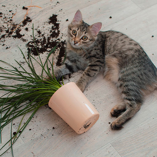 Cat in flower pot on laminate flooring | Steve Hubbard Floor Covering